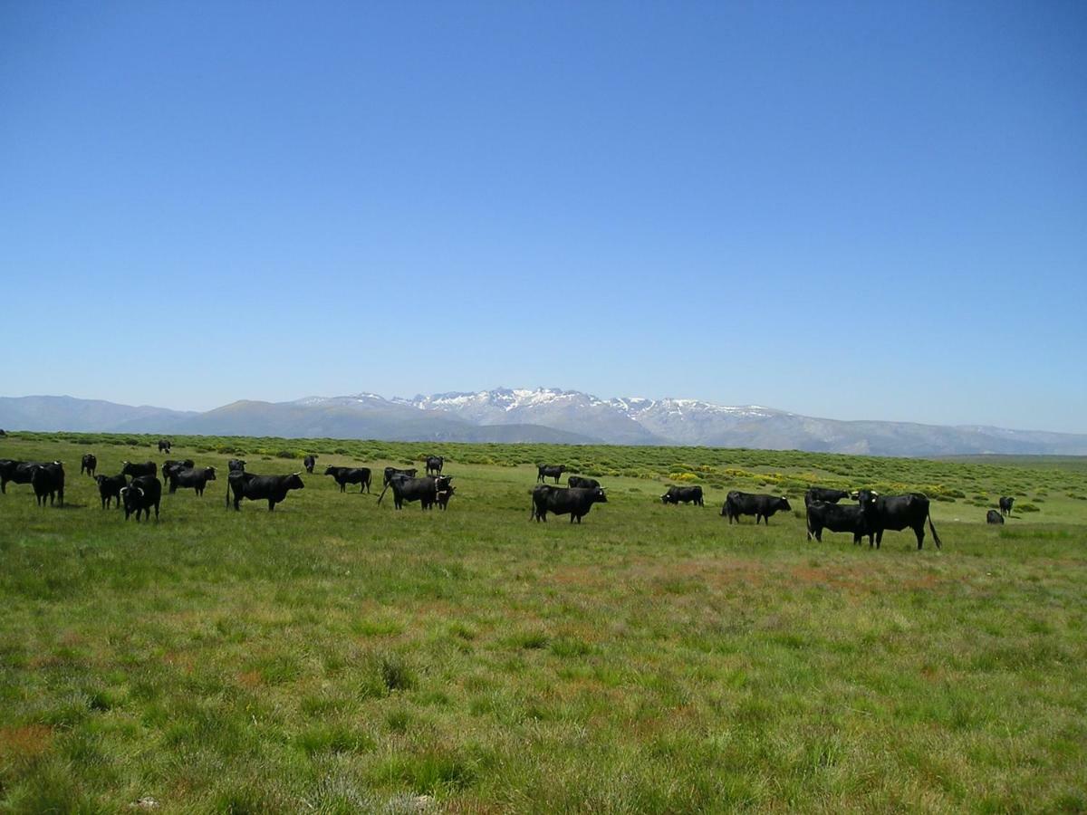 El Rondillo De Gredos Guest House Hoyos del Collado Екстериор снимка